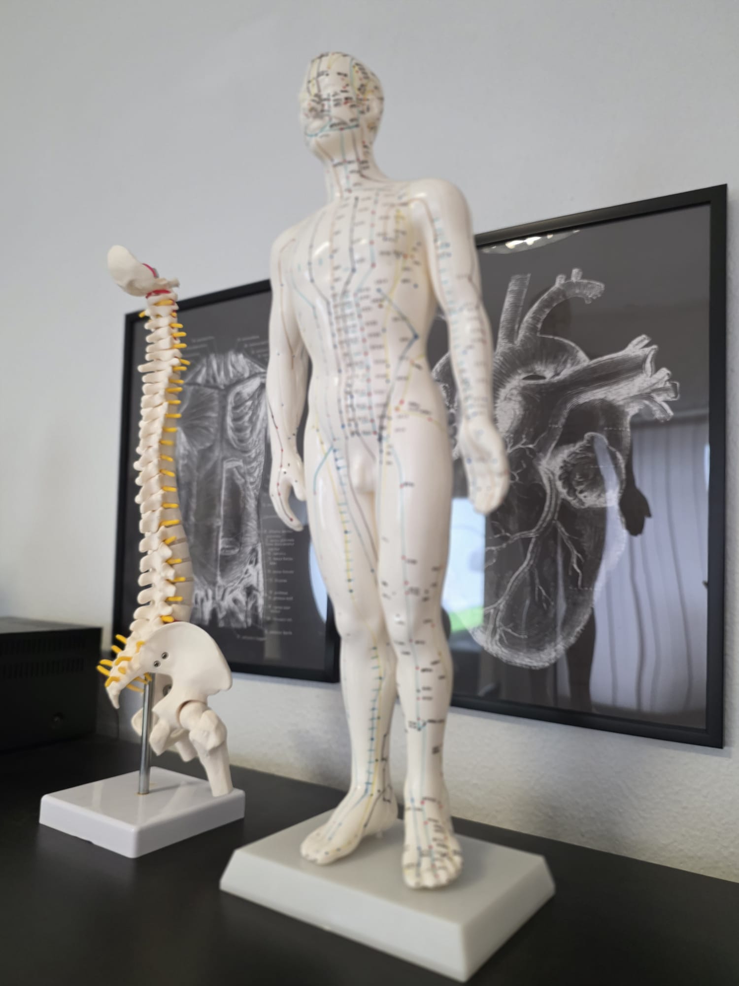 Heilpraxis Recklinghausen - Akupunkturmodell und Wirbelsäulenmodell